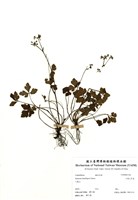 藏品(三葉山芹菜)的圖片